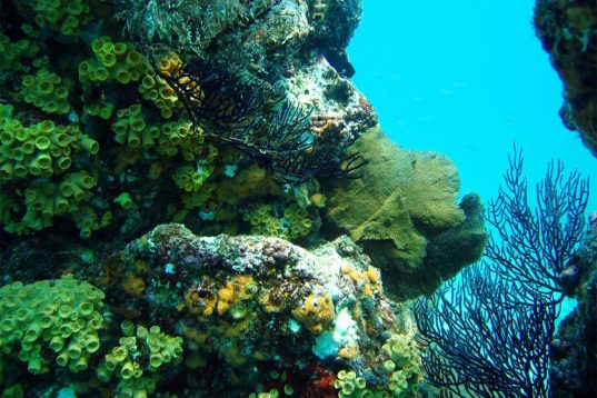 restauracic3b3n-de-arrecifes-coralinos-990x660